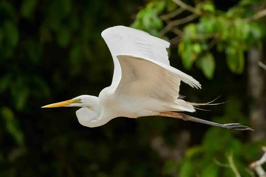 Great egret